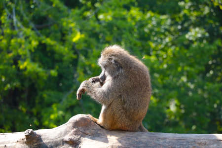 On the trunk of a tree sits a macaque in the park