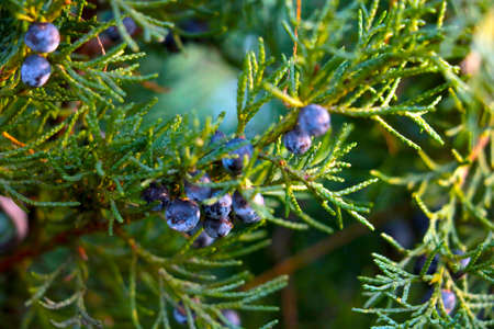 Green branch of juniper or thuja. Selective focusの写真素材