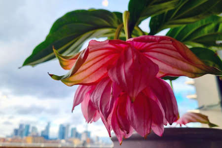 Close-up of a flowering houseplant flower