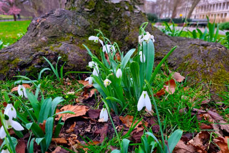 Young flowers bloom in the flower bed in the park. Springの写真素材