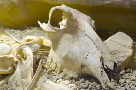 Close-up of the large skull and bones of the animalの写真素材
