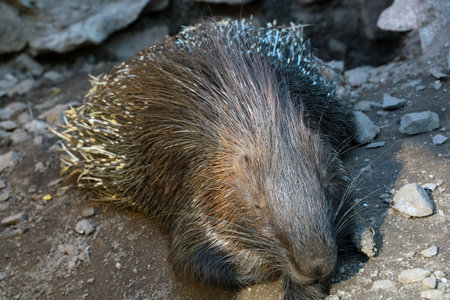 The porcupine lies on the ground and basks in the sun. Porcupines are large rodents with sharp spines or quills that protect them from predatorsの写真素材