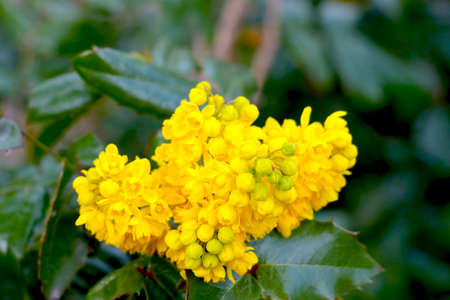 The yellow bud of a flowering bush blooms in the garden in summerの写真素材
