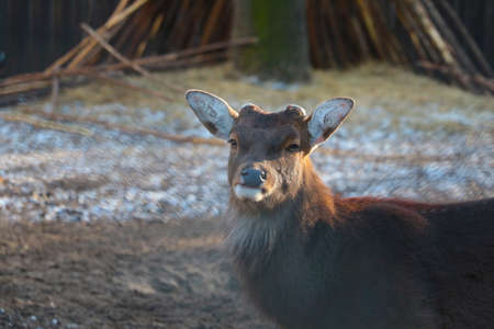 A wild hornless deer in the forest. Wildlife and animals