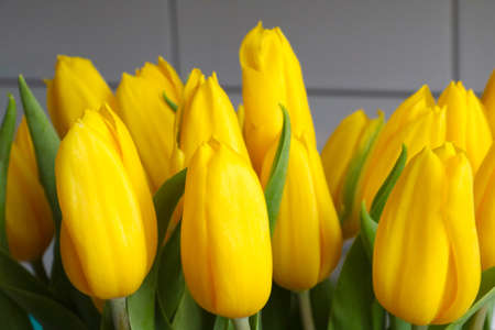 Yellow bouquet of tulips in a vase. Congratulations on the holidayの写真素材