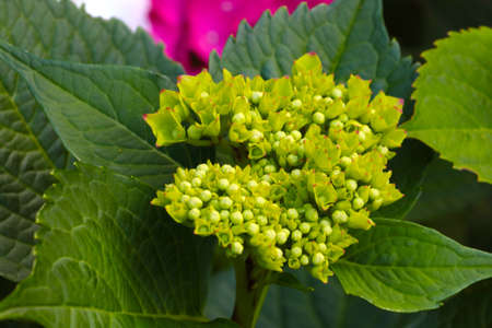 Close-up of a young green hydrangea branch in the garden