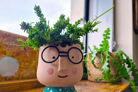 Beautiful pot for indoor plants. Home flowersの写真素材