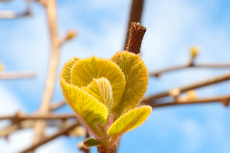 Close-up of a young branch. Green leaves grow on the tree. Spring. Revitalization of nature