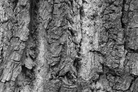 Black and white photo. The texture of the bark of the tree. Background.の写真素材