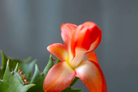 A red houseplant flower blooms on the windowの写真素材
