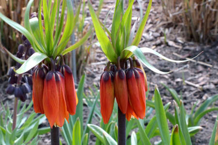 Imperial grouse is a species of monocotyledonous flowering plants. View of the blooming hazel grouse in the gardenの写真素材