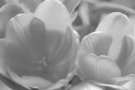 Black and white photo. Blooming bouquet of tulipsの写真素材