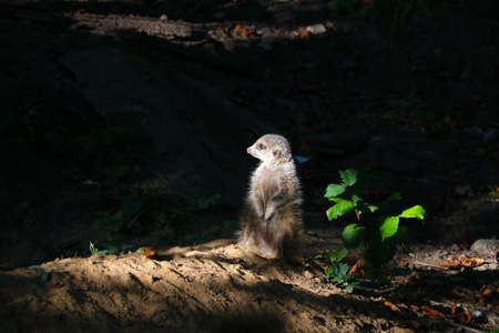 Soft light falls on the meerkat in the shadows. Wildlife backgroundの写真素材