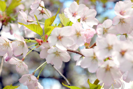 Spring background. A young flowering branch of cherry or plum in the garden in the spring