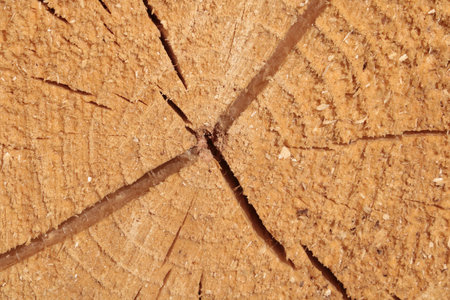 View of a cut tree trunk, wood textureの写真素材