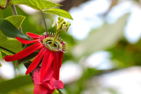 Passiflora racemosa, the red flower of passionflower, is a species of flowering plant in the Passifloraceae familyの写真素材