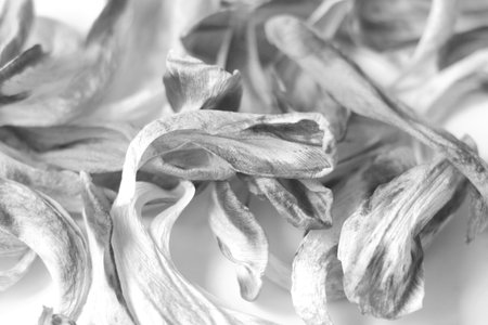 Black and white photo. Dry fallen tulip petalsの写真素材
