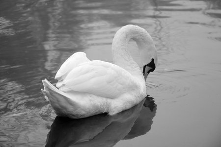 Black and white photo. A swan swims on a pond on a foggy autumn morningの写真素材