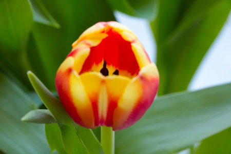 Close-up on a blooming tulip in the parkの写真素材