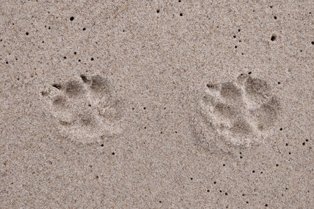 Dog tracks in the sand. Walk with animals on the seashore along the beachの写真素材
