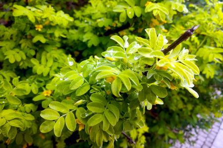 Close-up of a green branch of a garden rose, the backdrop of natureの写真素材