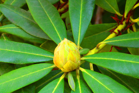 Close-up of a rhododendron bud in a park or gardenの写真素材