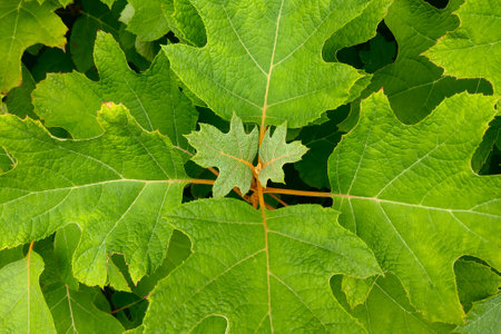 Bright young green leaves on a tree in the park