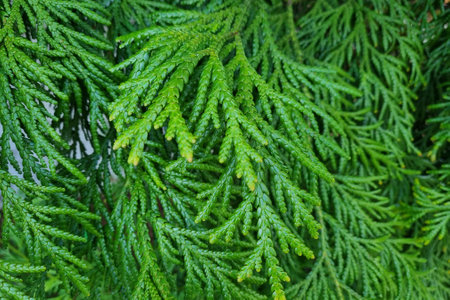 Close-up on a green thuja branch. Background. Fir branch