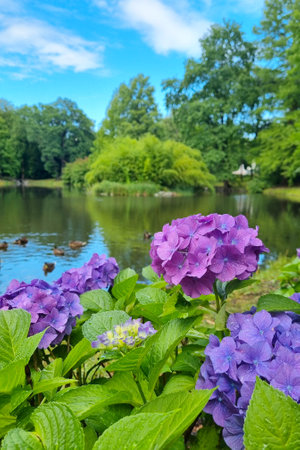 Flowering hydrangea buds. Beautiful background of natureの写真素材