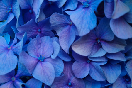Background from purple hydrangea. Colorful hydrangea branches. Beautiful hydrangea bush