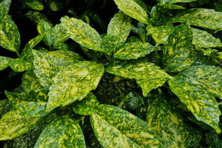 Close-up background on evergreen shrubs, nature backgroundの写真素材