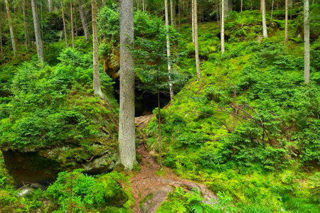 Beautiful green young forest in a mountainous area. The background of natureの写真素材