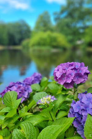 Beautiful young flowering hydrangea flowers in the parkの写真素材