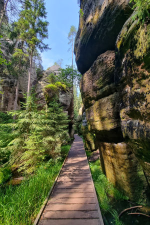 Hiking in the mountains in the forest. Ecological trail in the forestの写真素材