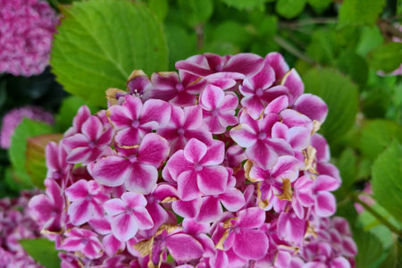 A bud of flowering hydrangeas in the garden in summer. The background of the colors