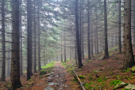 View of the fog in the forest. Mystical forest. Autumn forest after rain in the mountains