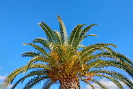 View of a green palm tree against the blue sky. Rest on the sea. Warm climate