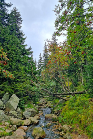 View of a small stream and rocks in the forest