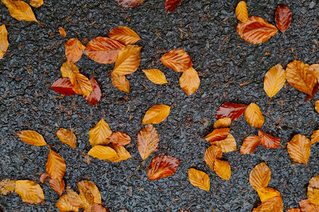 There are yellow fallen leaves on the asphalt. The background of autumn
