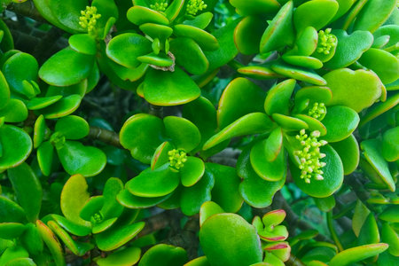 Close-up of green succulents. The background of the colorsの写真素材