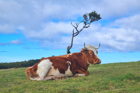 A beautiful cow lies on the green grass. Rural background. Petsの写真素材