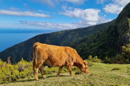 A cow eats green grass on the slope of the island. Rural backgroundの写真素材