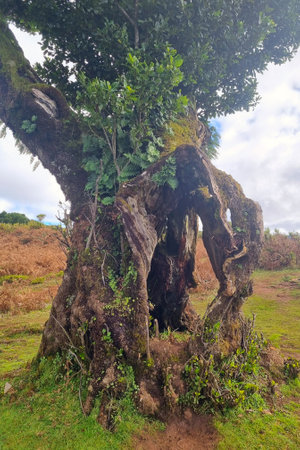 A large old tree with an empty hollow
