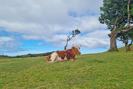 A beautiful white red cow lies in a green meadowの写真素材
