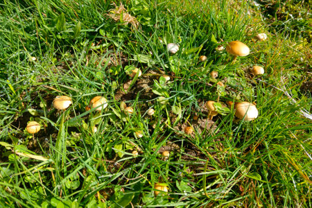 Young mushrooms grow from the grass in a clearing in the forestの写真素材