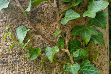 A green bush weaves across the concrete wallの写真素材