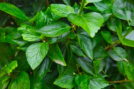 Beautiful green background of young leaves of a tree or bushes