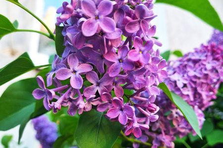 Close-up of a branch of blooming lilacs in the garden