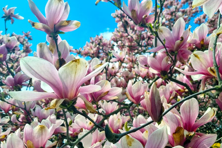 Close-up of flowering rhododendrons in the park in springの写真素材