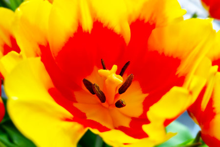 Close-up of a blossoming tulip in a park in springの写真素材